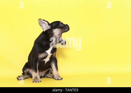 yawning French Bulldog Puppy Stock Photo