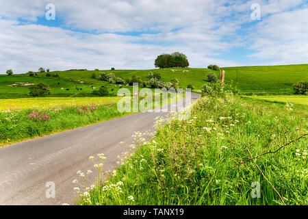 A country lane winding uphill past the white horse on Hackpen Hill in Wiltshire Stock Photo
