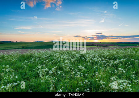 Sunset over Cow Parsely on the Ridgeway long distance walking route at West Kennet in the Wiltshire countryside Stock Photo
