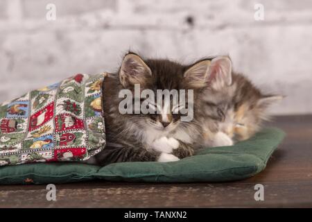 Norwegian Forest Cat Kitten Stock Photo