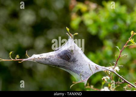 Oak Processionally moths caterpillar web nest, Summer Leys nature reserve, Northamptonshire. Stock Photo