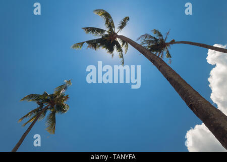 Tall palm trees under bue sky Stock Photo