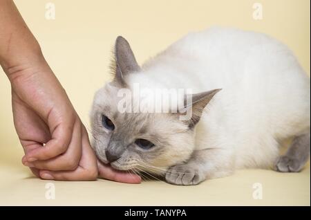 Thai bites in finger Stock Photo