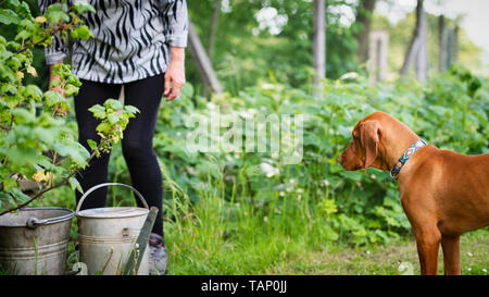 Curious vizsla puppy with senior woman in the garden. Dog keeping his owner company while she works in the garden. Stock Photo
