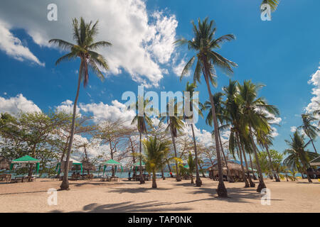Tall palm trees under bue sky Stock Photo
