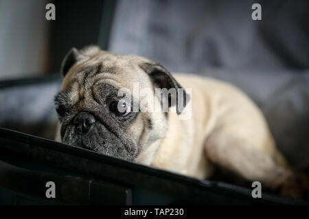 Pug dog in as suitcase. Travel or dog adoption concept. Stock Photo