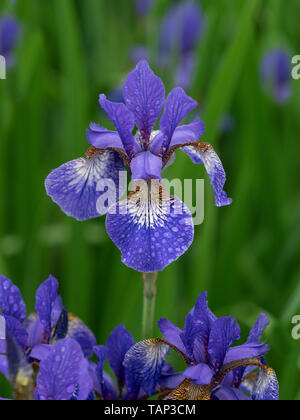 Siberian Iris (Iris sibirica) in flower border Stock Photo