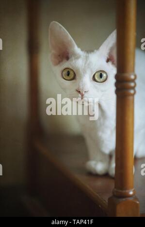lying Devon Rex Stock Photo
