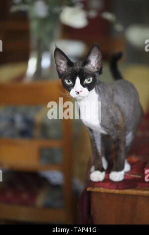 Devon Rex Stock Photo