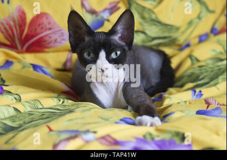 lying Devon Rex Stock Photo