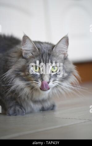 lying Norwegian Forest Cat Stock Photo