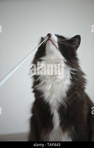 Norwegian Forest Cat Portrait Stock Photo