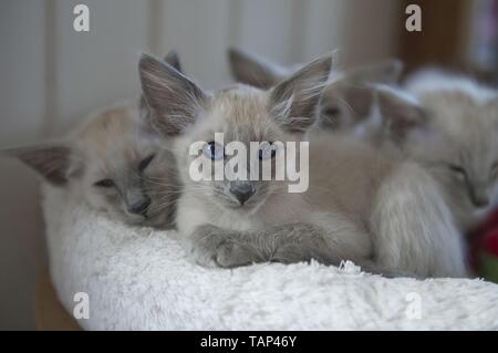 Balinese kitten Stock Photo