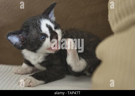Devon Rex Kitten Stock Photo