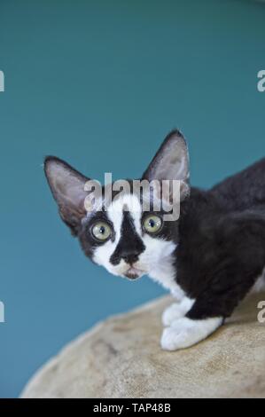 Devon Rex Stock Photo