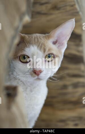 Devon Rex Portrait Stock Photo