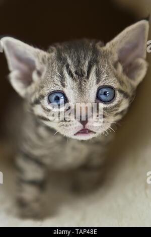 Devon Rex Kitten Stock Photo