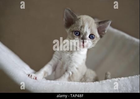 Devon Rex Kitten Stock Photo