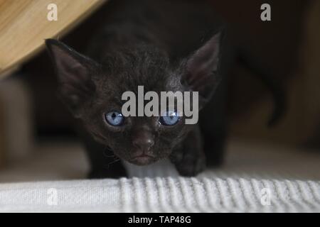 Devon Rex Kitten Stock Photo