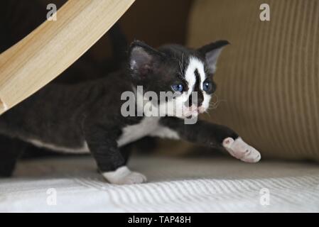 Devon Rex Kitten Stock Photo