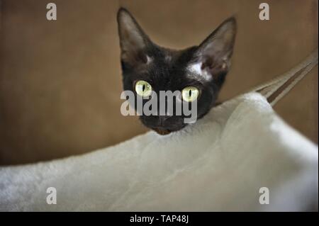 Devon Rex Portrait Stock Photo