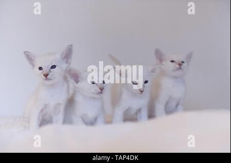 Balinese Kitten Stock Photo