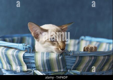 Balinese Cat Portrait Stock Photo