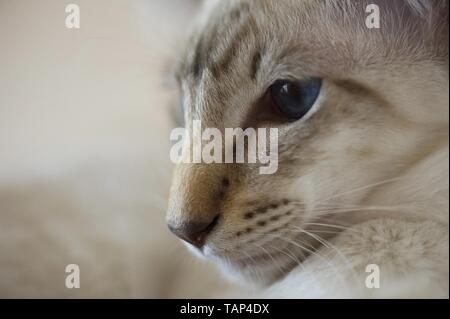 Balinese Cat Portrait Stock Photo