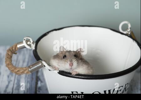 Dzhungarian Dwarf Hamster on moss Stock Photo - Alamy