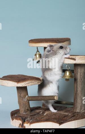 Dzhungarian Dwarf Hamster on moss Stock Photo - Alamy
