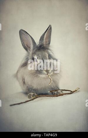 rabbit Stock Photo