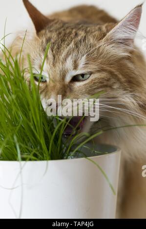 eating Norwegian Forest Cat Stock Photo