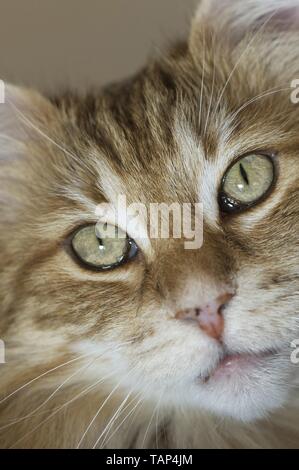 Norwegian Forest Cat face Stock Photo