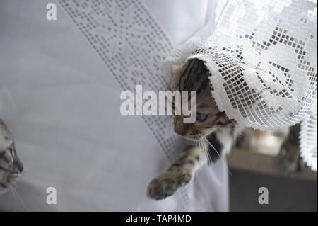 Bengal Cat in the apartment Stock Photo