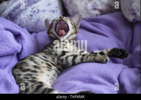 yawning Bengal Kitten Stock Photo