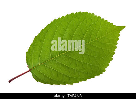 Cherry leaf isolated on white background Stock Photo