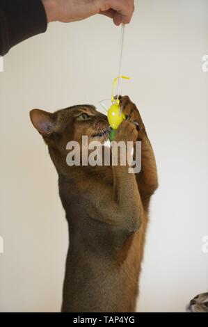 playing Abyssinian Stock Photo