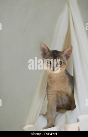 young Abyssinian Stock Photo