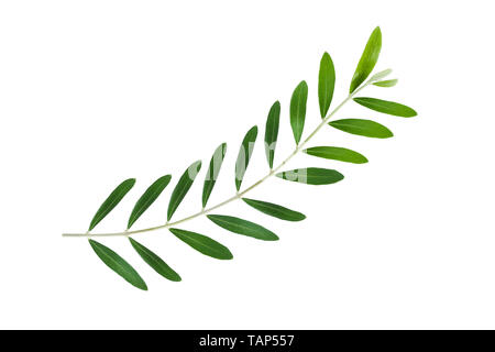 Fresh olive branch isolated on white background. Stock Photo