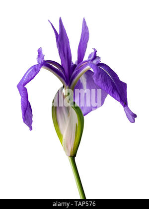Single flower of the white variegated blue flowered water iris, Iris laevigata 'Variegata', on a white background Stock Photo