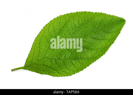 Plum leaf isolated on white background Stock Photo