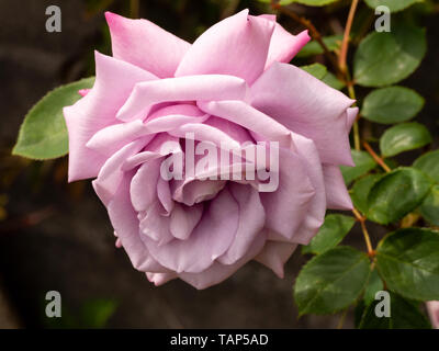 Single flower of the silvery-lilac hybrid tea rose, Rosa 'Twice in a Blue Moon' Stock Photo