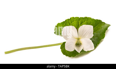 White pansy flower isolated on white Stock Photo