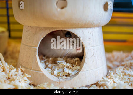 Hamster inside his cage hiding in his castle house Stock Photo