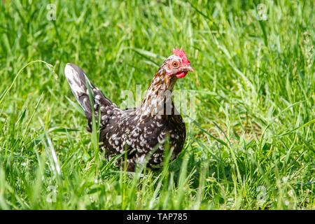 Stoapiperl - Steinpiperl - Steinhendl - chicken hen - critically endangered chicken breed from Austria in free range (Gallus gallus domesticus) Stock Photo