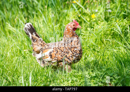 Stoapiperl - Steinpiperl - Steinhendl - chicken hen - critically endangered chicken breed from Austria in free range (Gallus gallus domesticus) Stock Photo