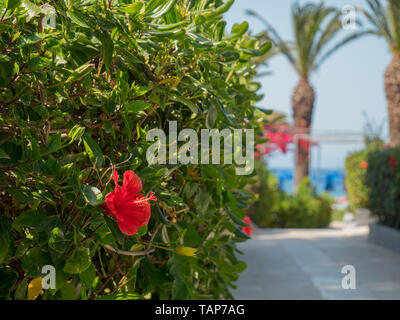 Beautiful colourfull blossom greek flowers with blue sky, green grass, palm trees Stock Photo