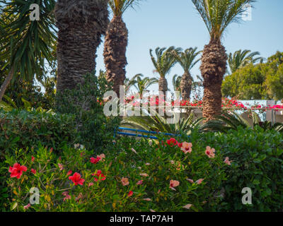 Beautiful colourfull blossom greek flowers with blue sky, green grass, palm trees Stock Photo