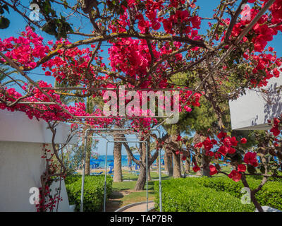 Beautiful colourfull blossom greek flowers with blue sky, green grass, palm trees Stock Photo