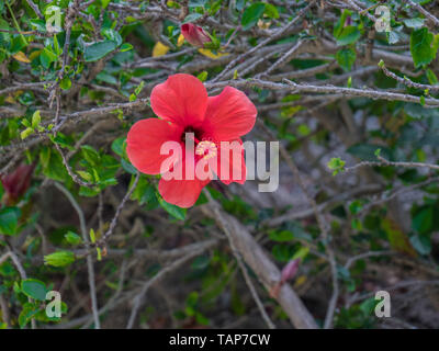 Beautiful colourfull blossom greek flowers with blue sky, green grass, palm trees Stock Photo